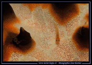 Little Goby... in the waters of Lembeh Strait... by Michel Lonfat 